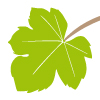 Dessin d'une feuille de vigne